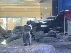 -上海海昌海洋公园