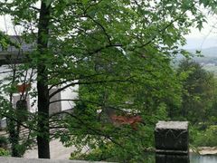 风景-莲峰云海景区