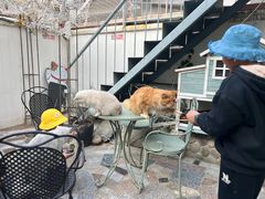 -喵屿·大理花园猫咖