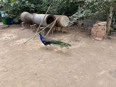 -呀路古热带植物园