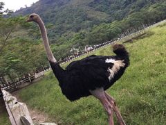 -瑞穗牧场