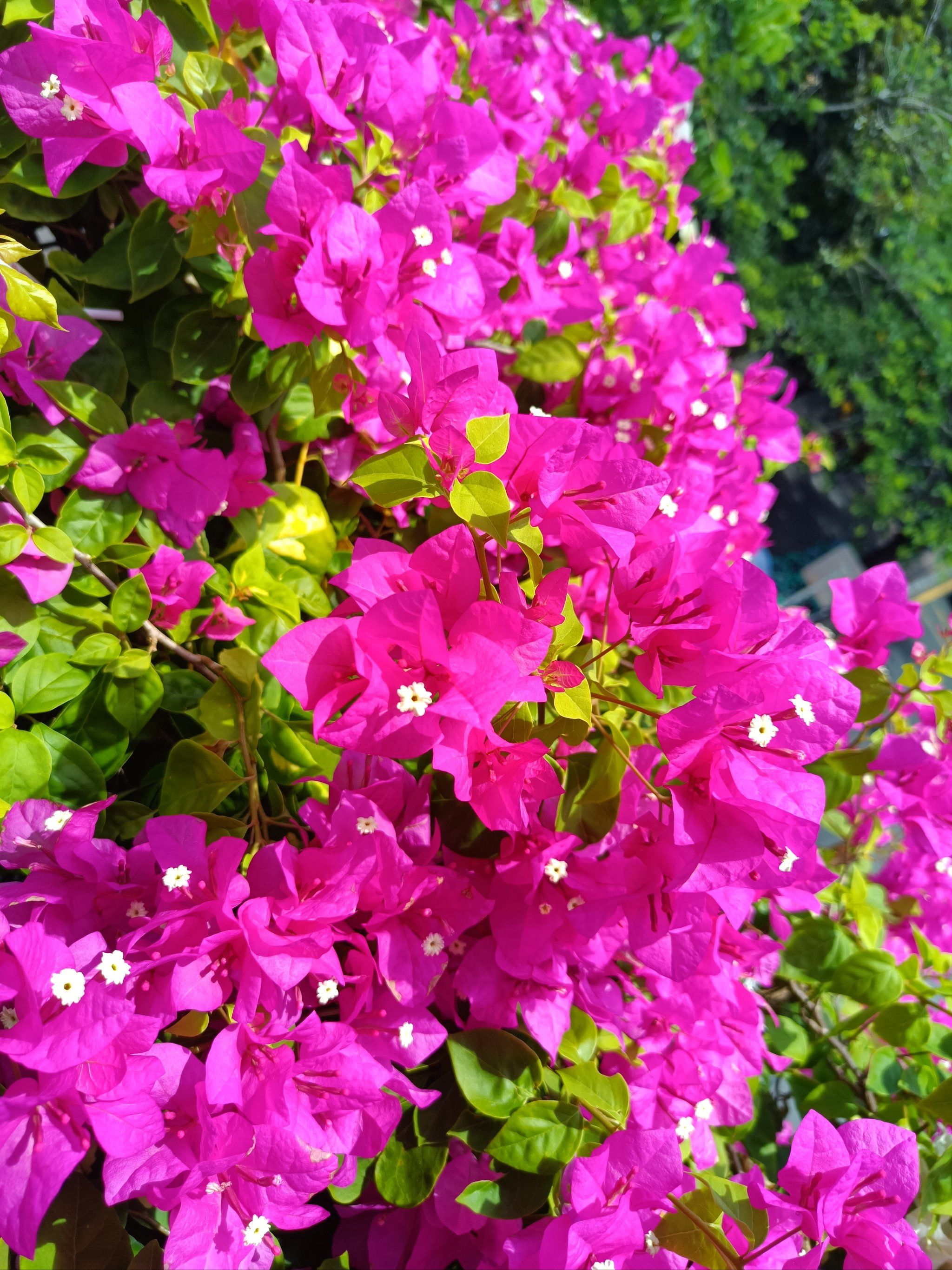 夏日花开的城市风光