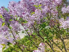 -野鸭湖国家湿地公园