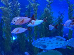 -芜湖新华联大白鲸海洋公园