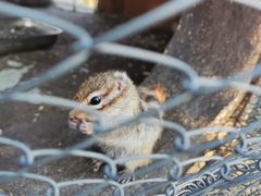 -合肥滨湖国家森林公园