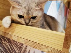 -滚猫咖啡·猫咖·猫友好撸猫(未来城店)