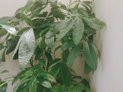 -峰厨大鱼泡饼·天津菜(西青大学城店)