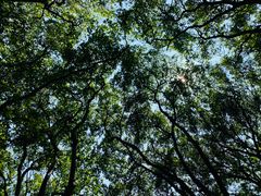 -上海佘山国家森林公园天马山园