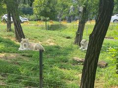 -秦皇岛野生动物园