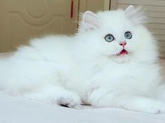 -东方名猫馆·英短金渐层布偶猫舍(环线广场1号楼店)