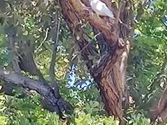 -墨尔本皇家植物园