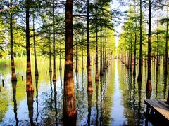 -泗洪洪泽湖湿地景区