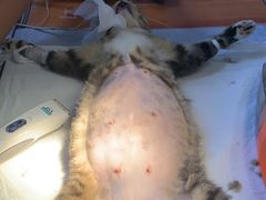 -圣宠动物医院·犬猫专科·影像中心·外科中心