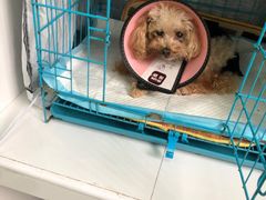 -乐嘟嘟宠物医院