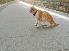 -中心庙
