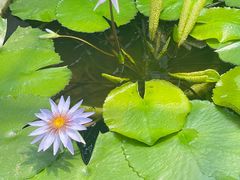 -国家植物园南园