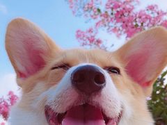 -黑八私房老北京炸酱面