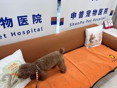 -申普宠物医院·眼科·心内科·影像科(普陀分院)