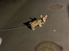 -A猫a狗全科·犬猫异宠·芥西宠物医院(南开总院)