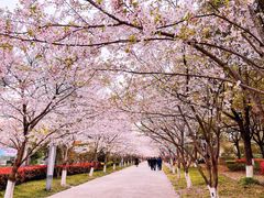 -高东镇樱花园