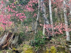 -五营红松林海景区