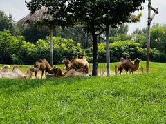 -北京野生动物园