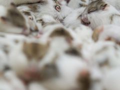 -青石桥花鸟鱼虫市场(叠翠城店)