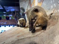 -Zoolung Zoolung动物主题公园(海信广场店)