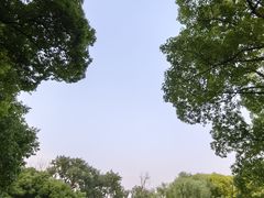 -上海共青森林公园