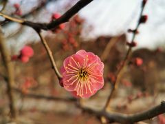-石家庄市植物园