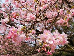 -高东镇樱花园