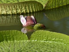 -国家植物园南园