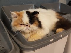 -more than meow吴止猫主题餐厅(承德 中船汇店)