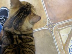 -糯米喵星人总部直营旗舰店·猫舍·幼猫出售