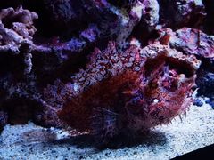 -暹罗海洋世界