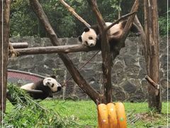 -都江堰中华大熊猫苑