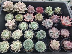 -金陵花卉交易市场