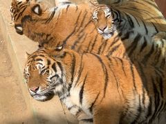 -栾川竹海野生动物园