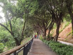 -金鸡山公园