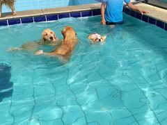 -趣玩宠物乐园寄养训犬训狗游泳池