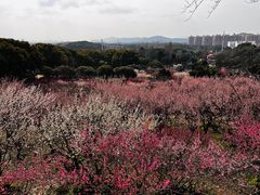 -无锡梅园公园