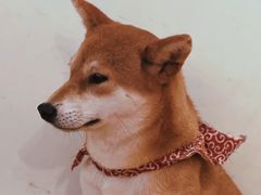 -柴犬小屋·柴餐厅·狗咖食堂(金鼎广场店)