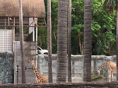 -清迈夜间动物园