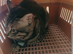-瑞派康怡24h宠物医院·犬猫医疗中心·微创绝育(瑞景分院)
