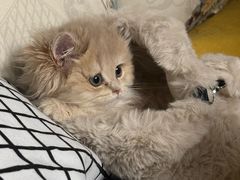 -北京观赏动物医院·24小时大型综合·猫专科·异宠专科