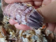 虾爬子-鑫福隆生鲜超市(沈营大街店)