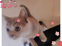 -金辉·天鹅湾