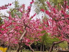-莲花池公园