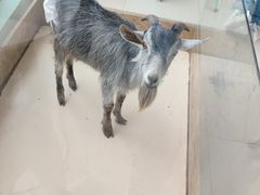 -怪兽屋·羊驼·猫咖·狗咖(俊华广场店)