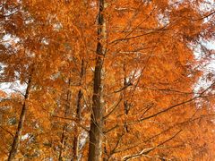 -白鹭湾湿地公园